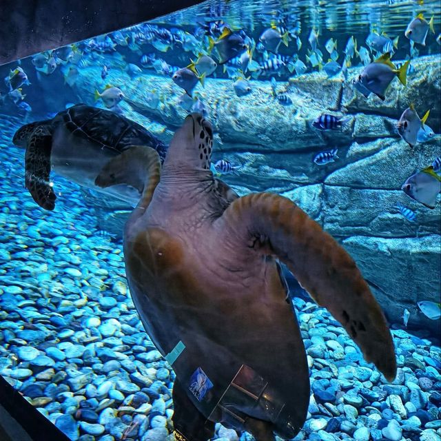 Aquaria Phuket 