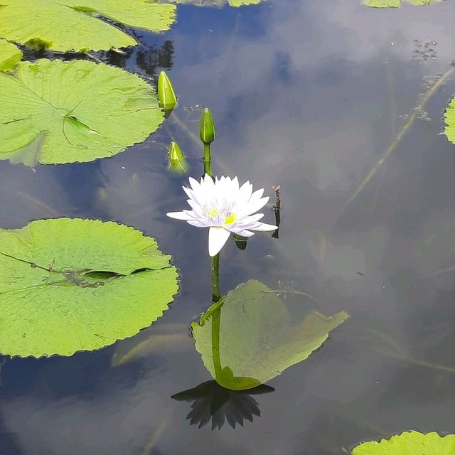 Enjoy Nature at Mt Coot-Tha Botanicals