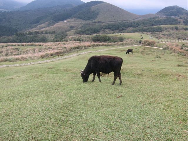 Yang Ming Shan