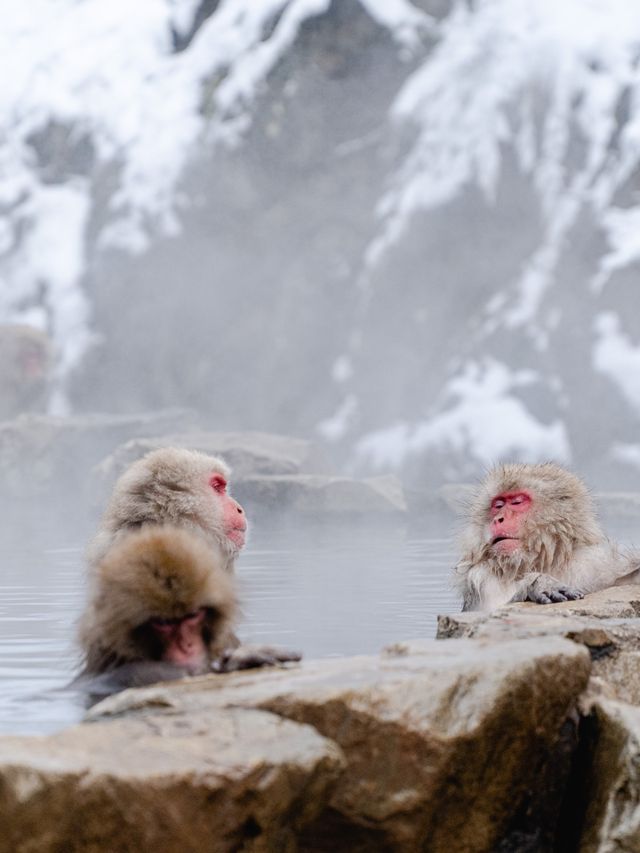 The Snow Monkeys of Jigokudani