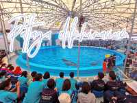 โชว์โลมาสุดน่ารัก💦