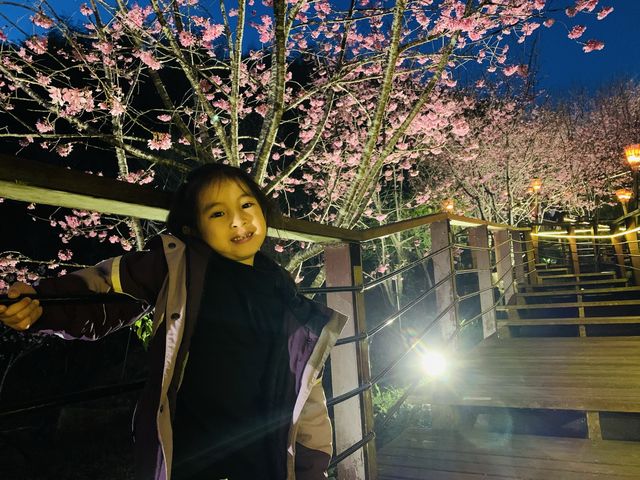 阿里山石棹步道群-櫻之道