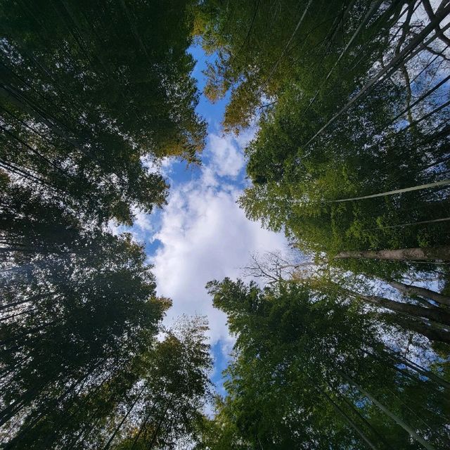 【修善寺】竹林の小径