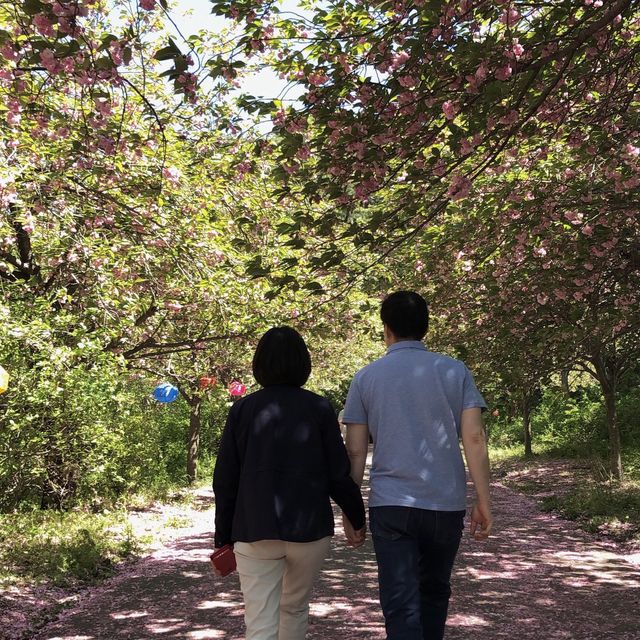 팝콘벚꽃이라 불리우는 겹벚꽃보러 “문수사”로 가보세요🌸
