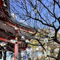 芝東照宮の梅