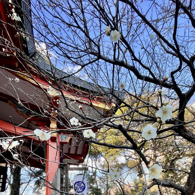 芝東照宮の梅