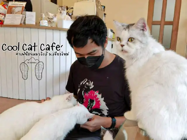 🐱 Cool Cat Cafe' คาเฟ่น้อนเหมียวใกล้มอชอ 🐱