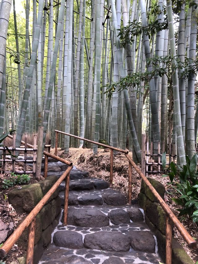 【神奈川・鎌倉】報国寺 竹林