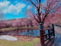 雪と桜舞い散る春の『網走監獄博物館』