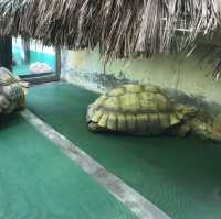 免費增進爬蟲類動物小知識