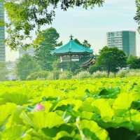 不忍池の蓮