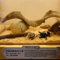 【#商場打卡🪲】#免費 #甲蟲王國大冒險