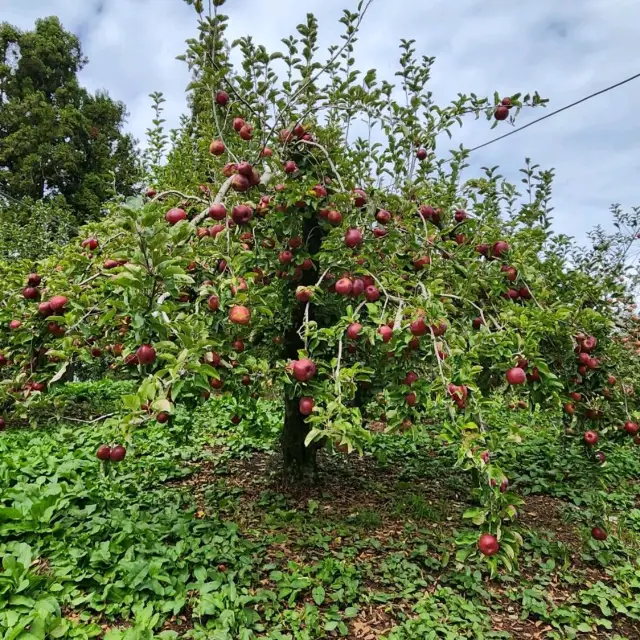 福壽山農場