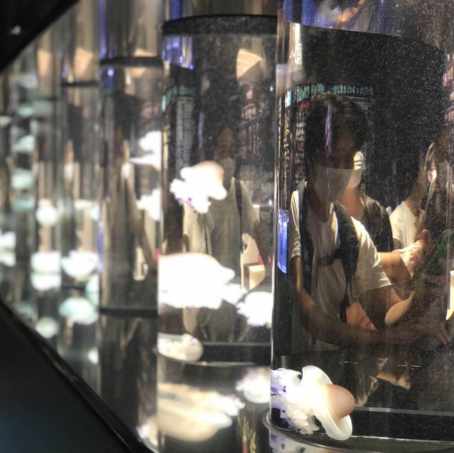 【クラゲ水族館】　2022お盆に行ってみた！