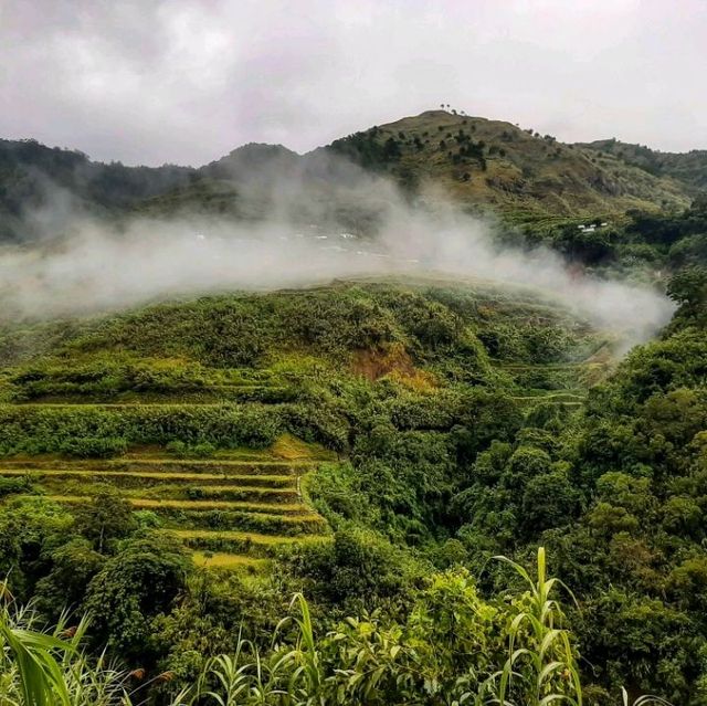 Beaty of the North - Rice Terraces 