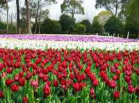 Shanghai Flower Port - Tulip Festival 