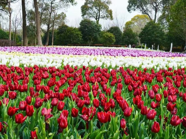 Shanghai Flower Port - Tulip Festival 