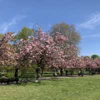 格林威治公園的櫻花大道