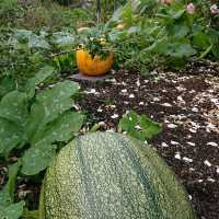 Halloween Season at Glamis Castle