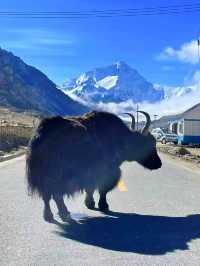 Mt. Everest Base Camp: Tibet 