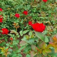 Rose Garden in Houtan Park