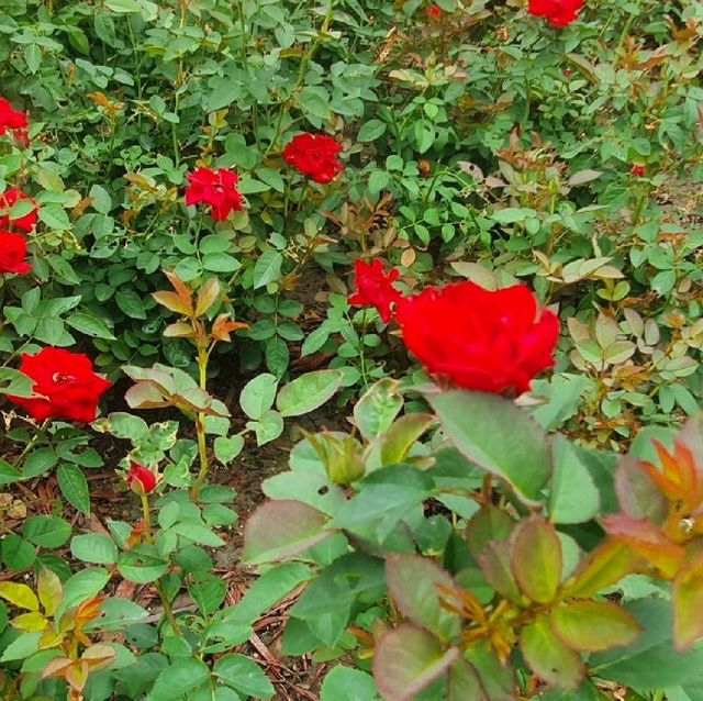 Rose Garden in Houtan Park