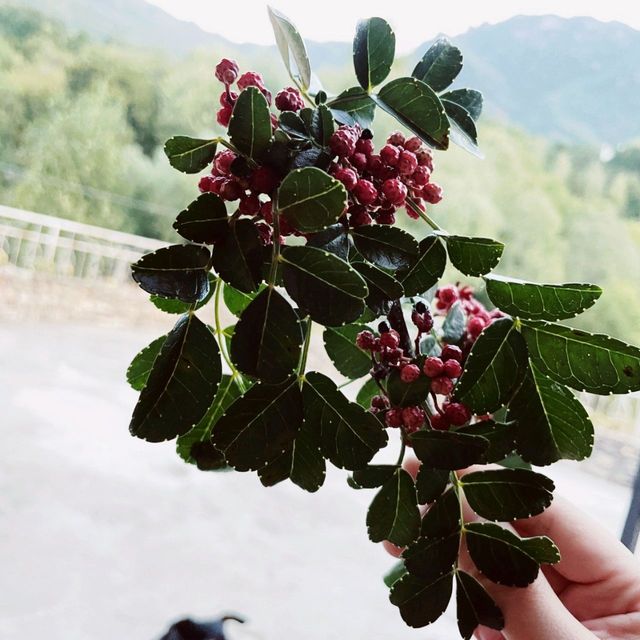 In Danba I Finally Saw Wild Sichuan-Pepper