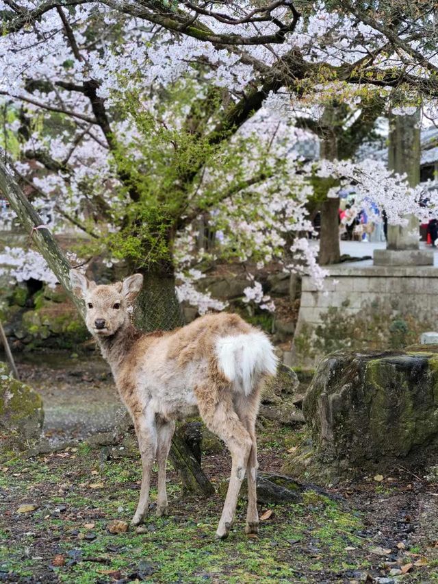 Nara's cherry blossoms 🌸