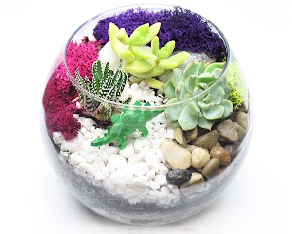 Plant Nite: Make a Succulent Terrarium | Saffron's