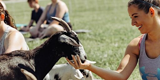 Goat Yoga at Chandler Hill Vineyard- Defiance, MO | Chandler Hill Vineyards