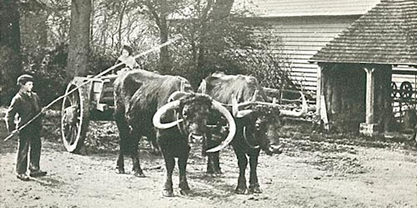 Cotillion: The Last Trip Home | St John the Evangelist, Newtimber