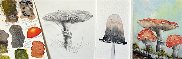 Fantastic Fungi: Techniques and Textures | Naze Nature Discovery Centre