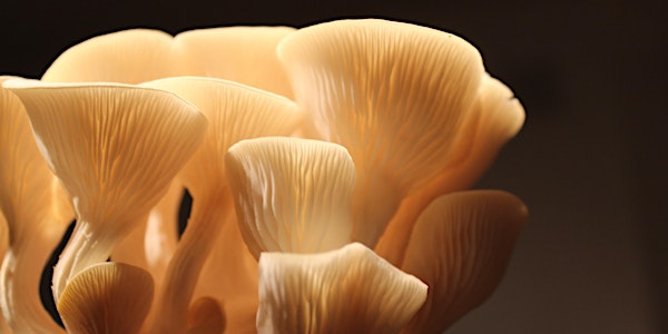 Grow Your Own Mushrooms | Compost Education Centre