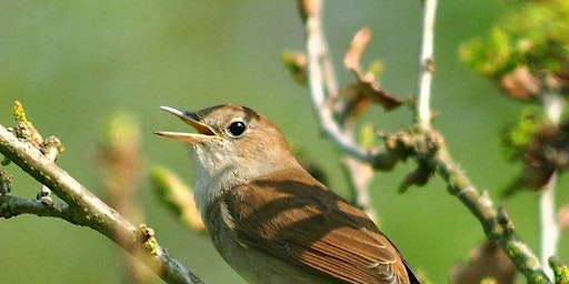 Fingringhoe - Guided Nightingale Evening Walks | Fingringhoe Wick Nature Discovery Park