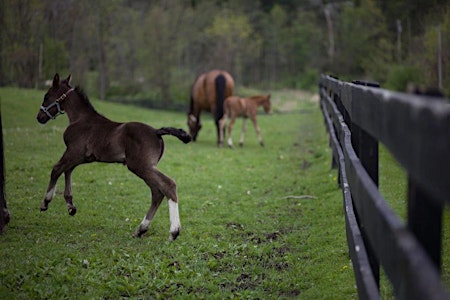 Cornell Horse Symposium - $35 Registration Fee | Cornell University College of Veterinary Medicine