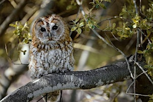 Wex Experience Day: CANON  Bird of Prey Photography | Birmingham | The Falconry Centre