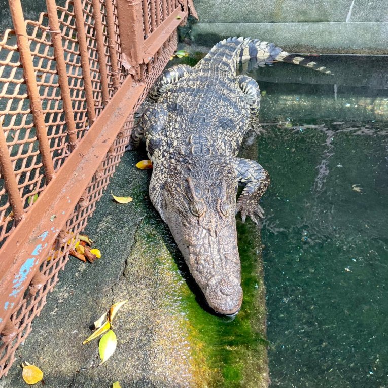 熱川バナナワニ園 Trip Com 伊豆の旅のブログ 熱川バナナワニ園 Trip Com 伊豆の旅のブログ
