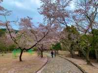 京都　KYOTO SAKURAめぐり❗️竹林の小径〜嵐山公園(亀山地区)〜保津峡のあたりを散策してみた！