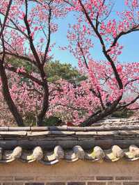 서울도 벚꽃 폈댱🌸