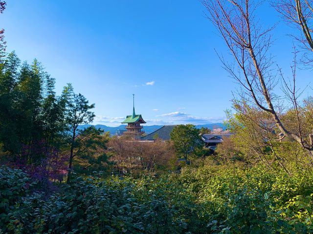 京都　SAKURA 桜めぐり❗️高台寺の桜に感動❗️
