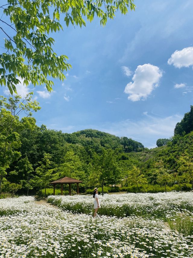 계란후라이꽃 샤스타데이지 천국🌼🤍