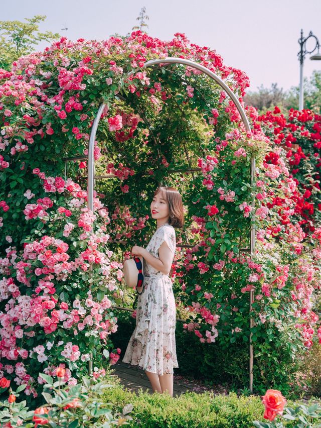 예쁜 장미들과 인생샷 찍기 좋은 대전 한밭수목원!🌹
