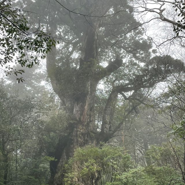 屋久島にある縄文杉は圧倒的な大きさ！😲