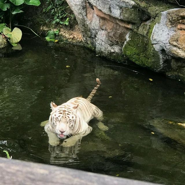 The Wildlife Lovers - Singapore Zoo
