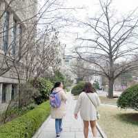 เที่ยวชมดอกไม้ที่ Ewha University ในฤดูใบไม้ผลิ