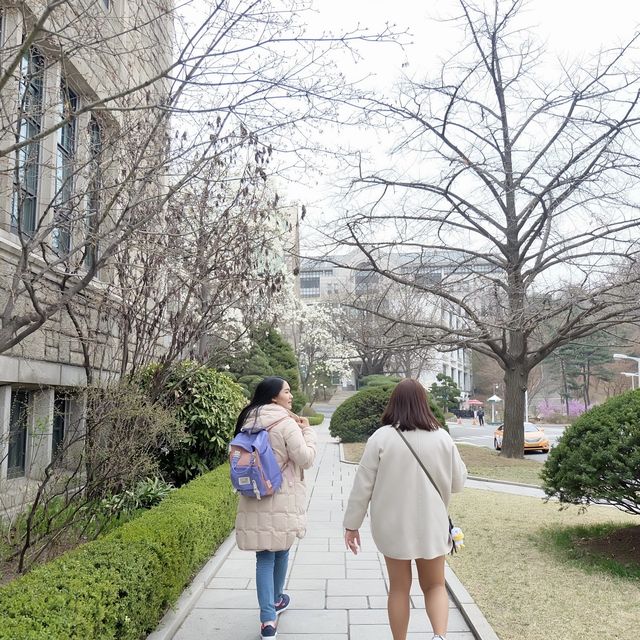 เที่ยวชมดอกไม้ที่ Ewha University ในฤดูใบไม้ผลิ