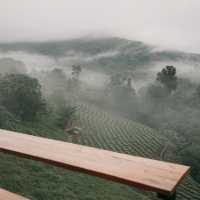 Cozy Wild เชียงใหม่