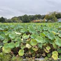Lotus Blooms at Shinobazu Pond