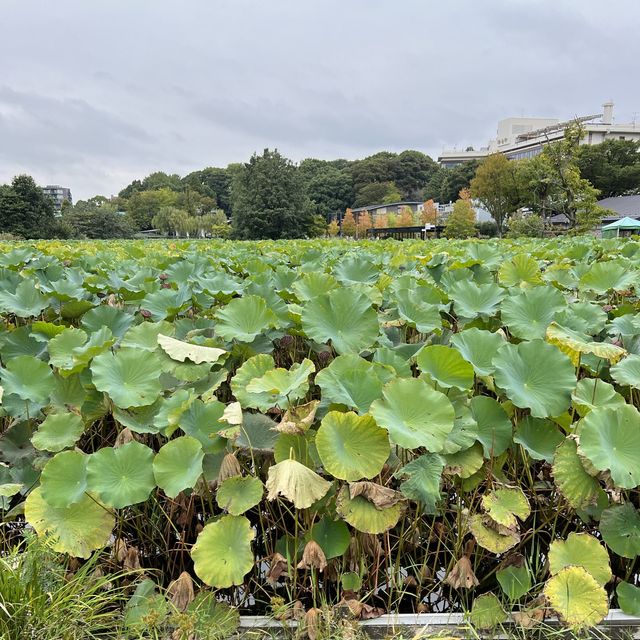 Lotus Blooms at Shinobazu Pond