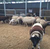 Caversham Wildlife Park 